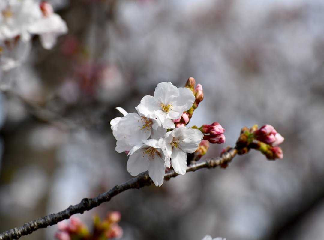 Japan cherry blossom festivals