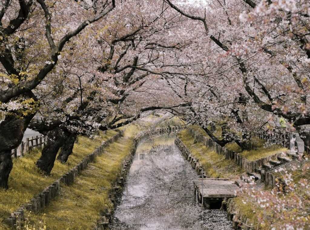 Japan cherry blossom festivals